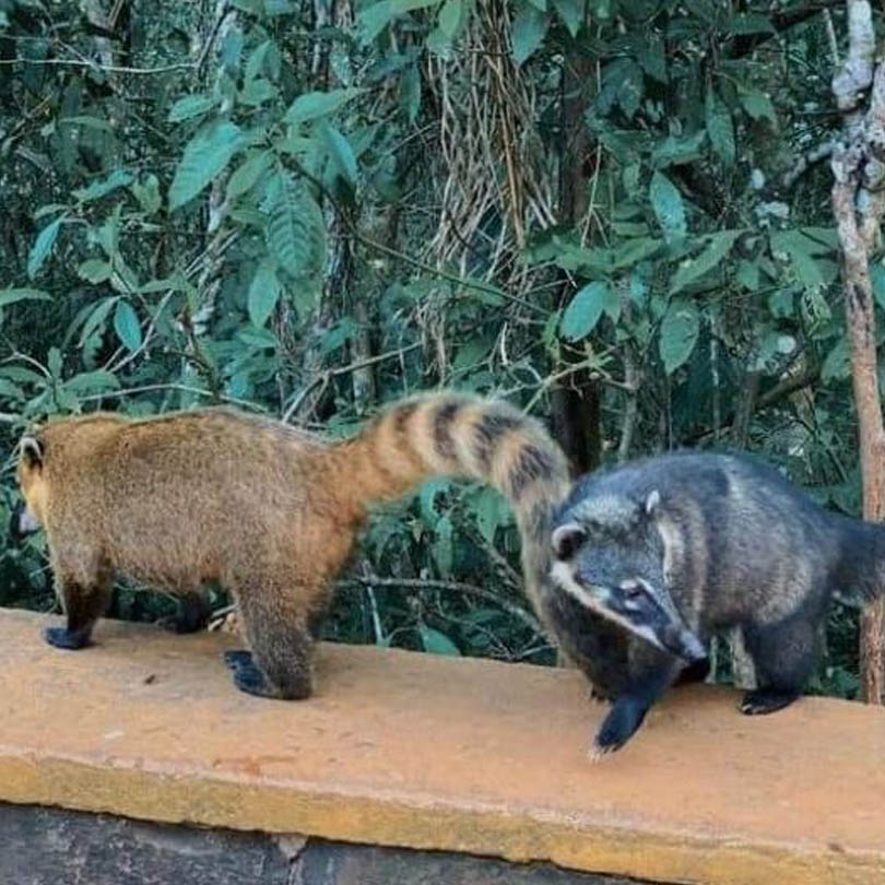 Iguazu animales